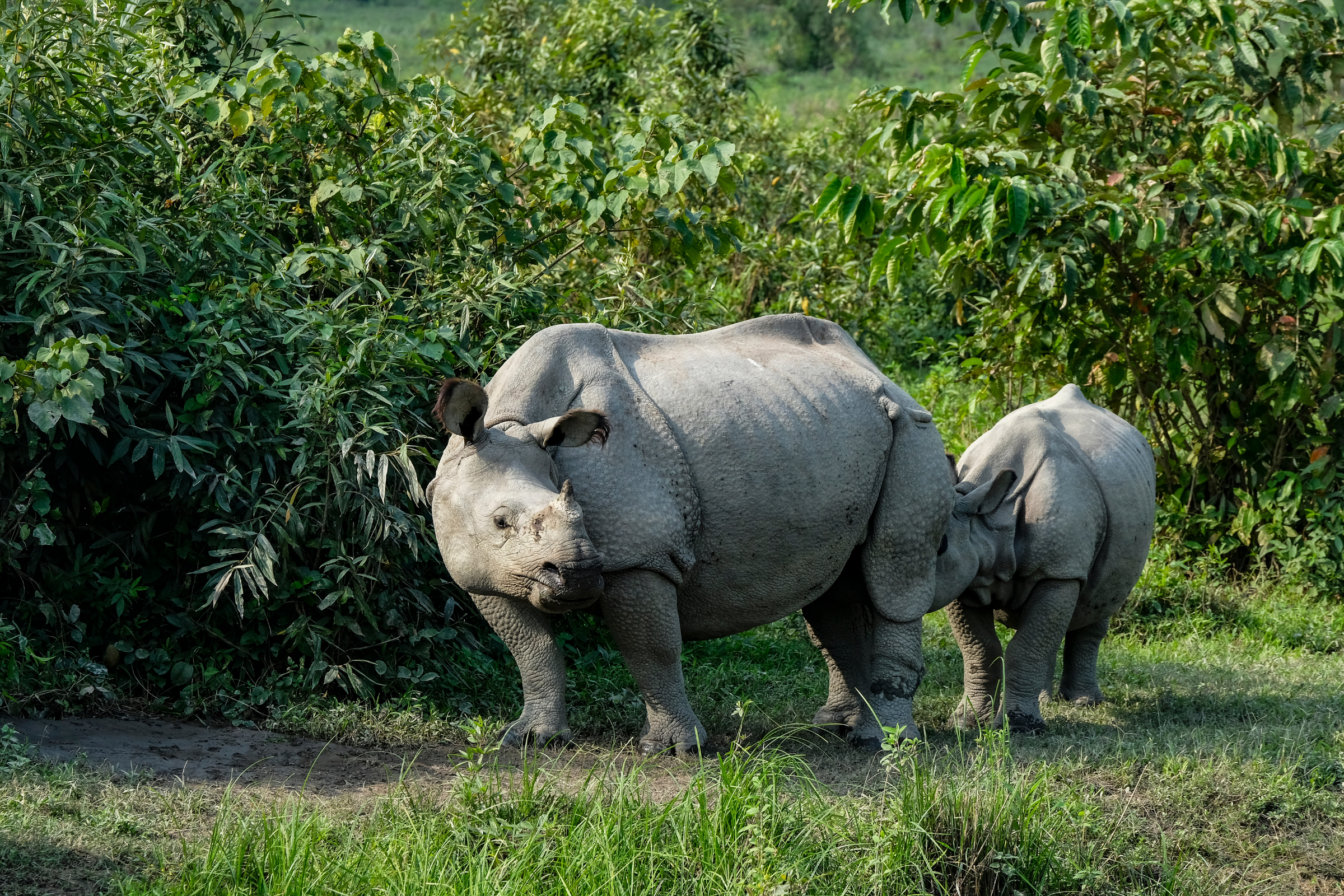 goalpara (3).webp